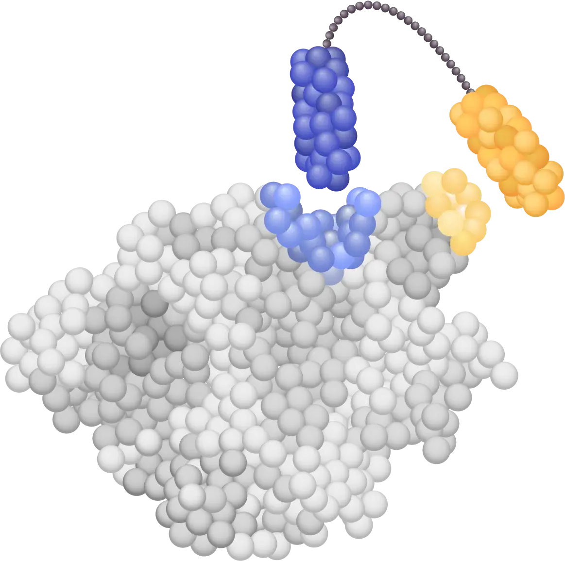 Illustration of an attobody, a next-gen nanobody, binding to an oncology or immune-mediated disease target protein using spatial positioning technology.